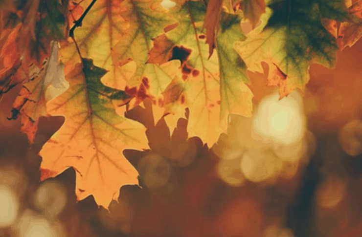 Leaves on an autumn season.