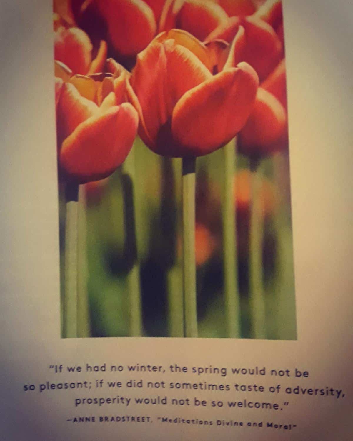 Image of a flower and a quote about valentines.