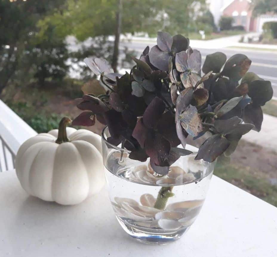 white pumpkin with dark purple fall flowers