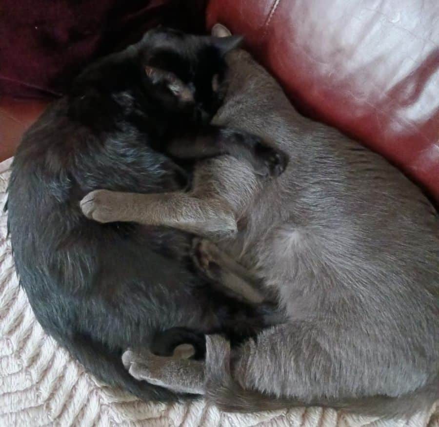 gray and black cat cuddling